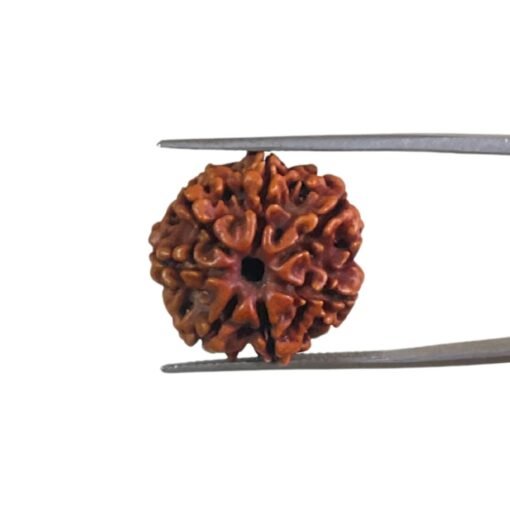 7 Mukhi Rudraksha Original Nepal - (20.40 Mm )
