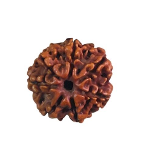 7 Mukhi Rudraksha Original Nepal - (20.40 MM )