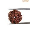 7 Mukhi Rudraksha Original Nepal - (20.40 Mm ) 13 7 Mukhi Rudraksha Original Nepal - (20.40 Mm )