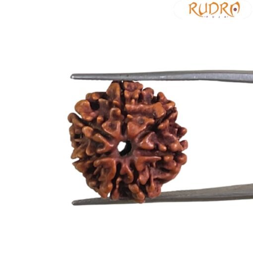 7 Mukhi Rudraksha Original Nepal - (20.40 MM )