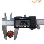 7 Mukhi Rudraksha Original Nepal - (20.40 Mm ) 8 7 Mukhi Rudraksha Original Nepal - (20.40 Mm )