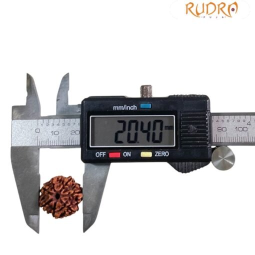 7 Mukhi Rudraksha Original Nepal - (20.40 MM )