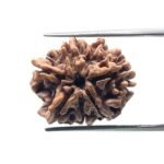 7 Mukhi rudraksha 21.32 mm