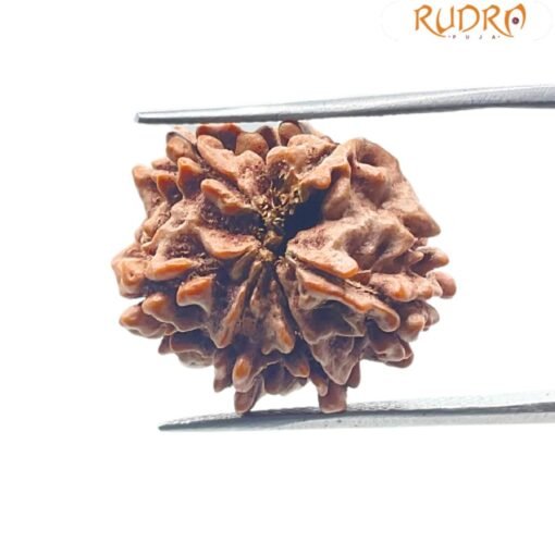 7 Mukhi rudraksha 21.32 mm