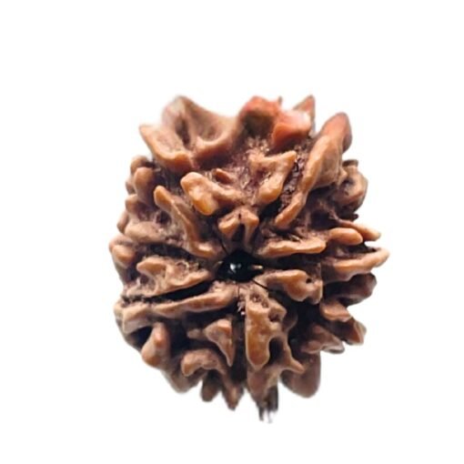 7 Mukhi rudraksha 21.32 mm