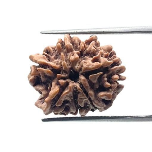 7 Mukhi Rudraksha 21.32 Mm