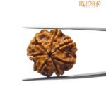 7 Mukhi Rudraksha Nepal ( 23.39 MM )