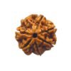 7 Mukhi Rudraksha Nepal ( 23.39 Mm )