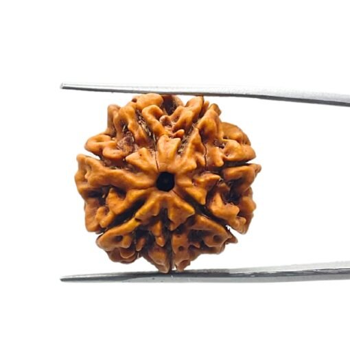 7 Mukhi Rudraksha Nepal ( 23.39 Mm )