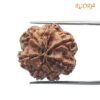 7 Mukhi Rudraksha 23.96 Mm 3