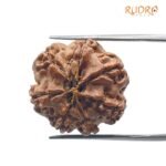 7 Mukhi rudraksha 23.96 mm 3