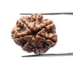 7 Mukhi rudraksha 23.96 mm