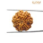 7 Mukhi rudraksha 24.30 mm