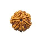 7 mukhi rudraksha