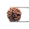 7 Mukhi Rudraksha Nepal (22.29 Mm)