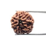 7 Mukhi Rudraksha Nepal (22.29 mm)