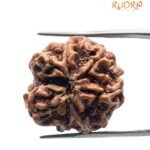 7 Mukhi Rudraksha Nepal (22.29 mm)