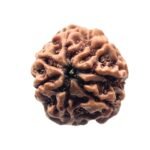 7 Mukhi Rudraksha Nepal (22.29 Mm)
