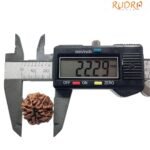 7 Mukhi Rudraksha Nepal (22.29 Mm)