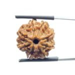 8 Face Rudraksha Nepal - (19.86 MM)
