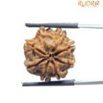 8 Face Rudraksha Nepal - (19.86 MM)
