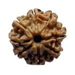 8 Face Rudraksha Nepal - (19.86 Mm)