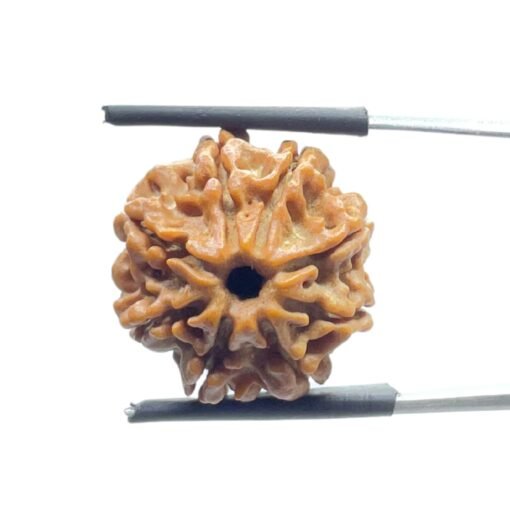 8 Face Rudraksha Nepal - (19.86 Mm)