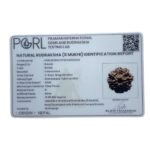 8 Face Rudraksha Nepal - (19.86 MM)