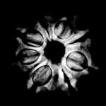 8 Face Rudraksha Nepal - (19.86 MM)