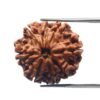 8 Face Rudraksha Nepal (21.99 Mm)