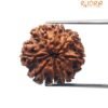 8 Face Rudraksha Nepal (21.99 Mm)