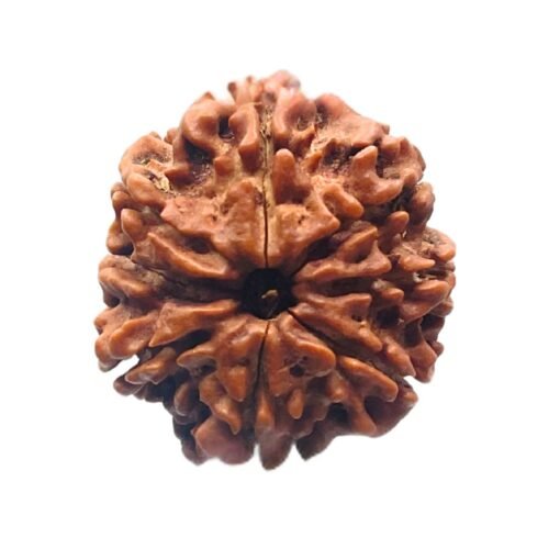 8 Face Rudraksha Nepal (21.99 mm)