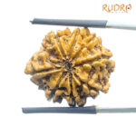 8 Face Rudraksha Nepal - (24.05 MM) - (Rudrapuja
