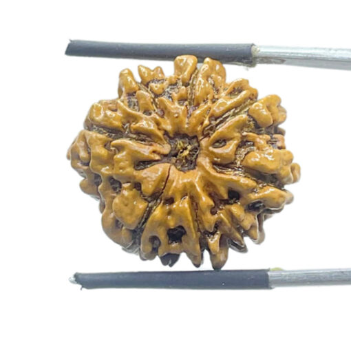 8 Face Rudraksha Nepal - (24.05 MM) - (Rudrapuja