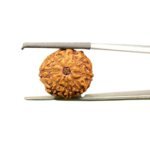 8 Mukhi Rudraksha Indonesian (18.60 mm)