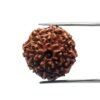 8 Mukhi Rudraksha Indonesian (18.98 Mm)