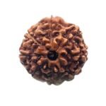 8 Mukhi Rudraksha Indonesian (18.98 Mm)