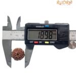 8 Mukhi Rudraksha Indonesian (18.98 Mm)