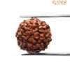 8 Mukhi Rudraksha Indonesian (19.03 Mm)