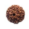 8 Mukhi Rudraksha Indonesian (19.03 Mm)