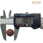 8 Mukhi Rudraksha Indonesian (19.03 Mm)