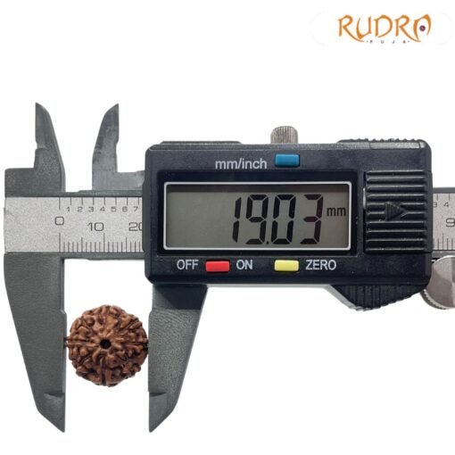 8 Mukhi Rudraksha Indonesian (19.03 mm)