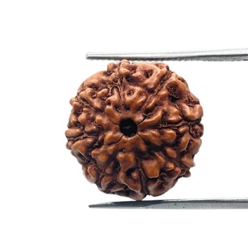 8 Mukhi Rudraksha Indonesian (19.03 Mm)