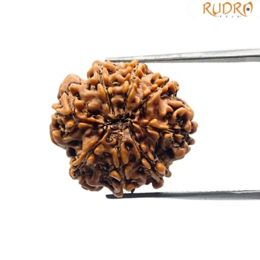 8 Mukhi Rudraksha Nepal (22.29 Mm)
