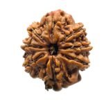8 Mukhi Rudraksha Nepal (22.29 Mm)