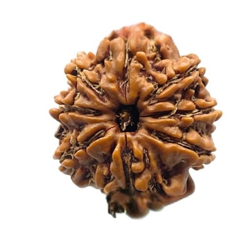 8 Mukhi Rudraksha Nepal (22.29 Mm)
