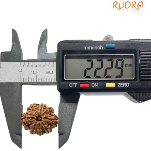 8 Mukhi Rudraksha Nepal (22.29 Mm)