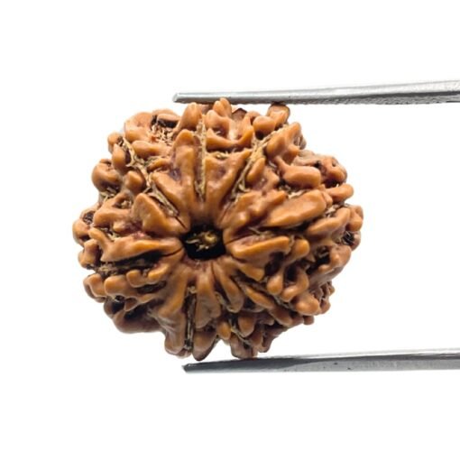 8 Mukhi Rudraksha Nepal (22.29 Mm)