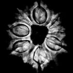 8 Mukhi Rudraksha Nepal (22.29 Mm ) X-Ray
