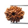 8 Mukhi Rudraksha Nepal (22.40 Mm)